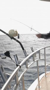 Kelly braved some rough water and made it count. Just her and her mom on board, the whole boat to themselves, and a day that delivered marlin action and this solid cow Mahi coming over the rail. Good fishing, good company, and a trip they won’t forget. We’re now booking into 2026 with openings available. Book now! reeladdictioniii.com | Reeladdictioniiisportfishing