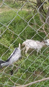 Respects.......... 💪🏿! #ÉlevageCaprin #ChèvresLocales #ChèvreRustique #AgroPastoral Bio Farm Area Bio Farm Area | Bio Farm Area