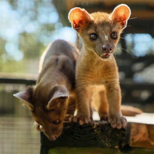 What’s new at the Central Florida Zoo? Insider tours, fossas, VR, more