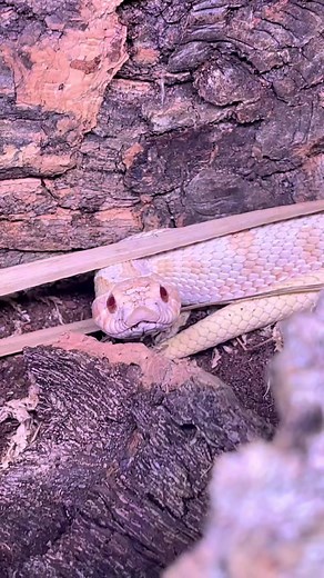 Bioactive Western Hognose Terrarium Setup Tutorial