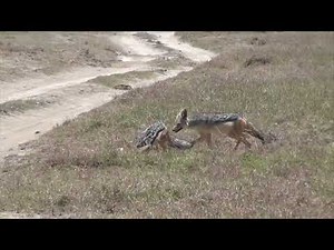 Jackals kill gazelle fawn