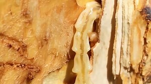 Protecting the black ash tree