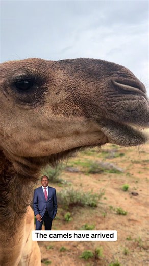 The Camels Have Arrived: Discover Their Amazing Journey