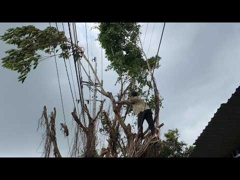 We Found a Dangerous 30-Year-Old Tree Swallowed by Power Lines!