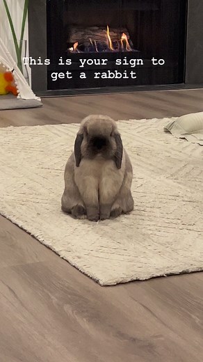 This is your sign to get a rabbit. 😅🐰🙌🏼 | Happy Bunnies