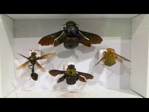 The 10 Biggest Insects On Earth 2025