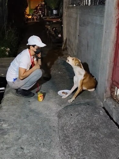 Rodeo is stray who was found in poor condition. He seems to have been hit by a vehicle previously, but his main issue now is babesia. He doesn't like being touched and argues a lot
