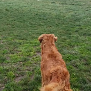 84K views · 10K reactions | It's all fun and games until the new neighbors move in.  Hopefully, you day is quieter than the big black dogs' (Newfies? 路‍♀️) day is going. | JJ Hospice Therapy Dog | Facebook