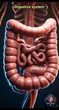 The Digestive System A Hyperrealistic Journey #shorts #viralshorts #usa #canada #uk #europe