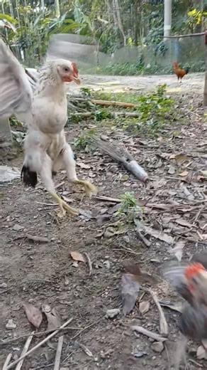 4 comments | Two baby roosters are fighting in front of me. #rooster #fighter #roosterlover #babyrooster | Animals XYZ | Facebook