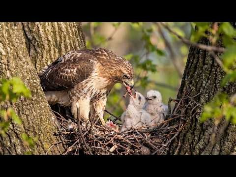 Hunting Snakes to Save Her Last Two Chicks | What Happened Next Changed Everything