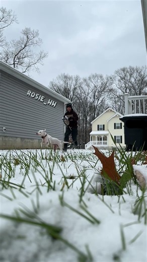 #snow #dog #mutt #hh #hobbyhorse #hobbyhorser #hobbyhorsing #hobbyhorsecommunity #dogcommunity