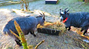 1.4K views · 138 reactions | Goaten morning! It's back to the goat...