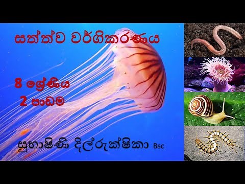 science|Grade 8 science 2nd lesson|සත්ත්ව වර්ගිකරණය |8වසර විද්‍යාව 2 පාඩම|animal classification|