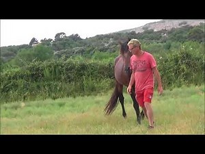 exercice equitation ethologique avec un étalon chaud bouillant