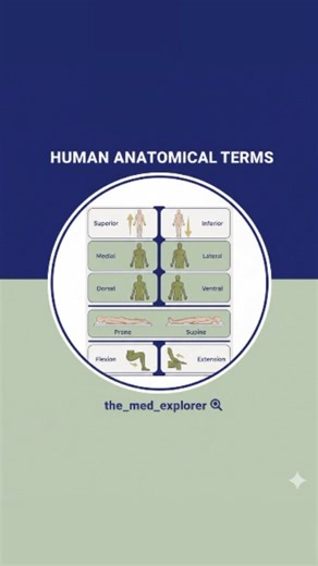 Faiza Khan | Mastering Anatomical TerminologyUnderstanding the language of the body is the first step for any medical explorer! 🩺 This guide breaks down... | Instagram