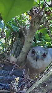 120K views · 822 reactions | A hawk snatches a baby brown thrasher from the nest | Review Birds News | Facebook