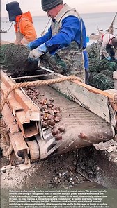 How to Harvest Conch Sustainably #relaxing #satisfying #hardwork