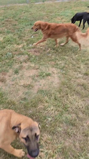 Trying to beat the rain. Error - Trooper is NOT ready for adoption. He is still healing. | Dog It Dig It Rescue