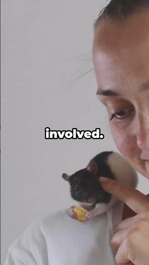 Rats Learn by Watching and Adapt Faster Than Most Animals #animals #wildlifefacts