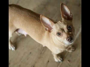 Comment dresser un Chihuahua chien ou chiot - Education