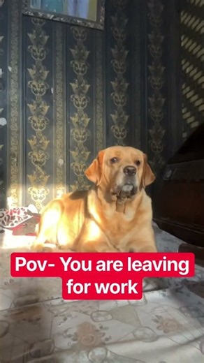 Sad labra reaction #dogs #doggielife #labrador #goldenretreivers #pets