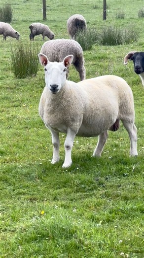 4.5K views · 17 reactions | Coming to the Ewetopia sale in DfAM on...