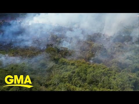 How burning of Amazon rainforest affects animals