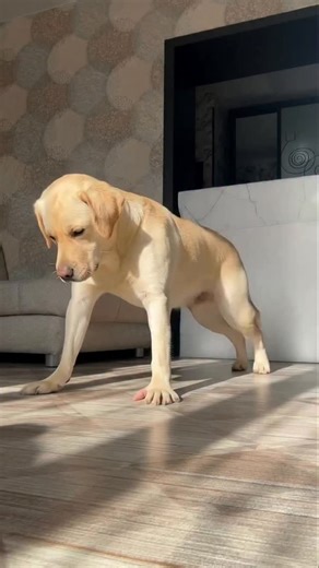 Deepnewsai on Instagram: "This hilarious AI-generated video shows a dog doing an intense workout with extraordinary, over-the-top moves — and it’s impossible not to laugh. 🐶😂 From perfectly timed push-ups to moves that look straight out of a pro athlete’s routine, the realism makes it feel like the dog actually knows what it’s doing. The facial expressions, body motion, and smooth transitions push this into that uncanny zone where people pause for a second and think, “Wait… is this real?” That