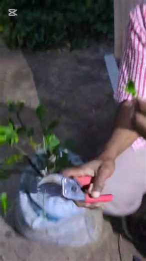 Yesterday I tried grafting 3 different citrus varieties onto one Lime rootstock . Indian and Ponderosa Lemon, Tangerine, and Grapefruit, and it is very doable as we used to have one (minus the Indian lemon) many years ago, however I can only pray my quick and rather tacky attempt succeeds, if not we will still try again God willing. | Rahma Monguno