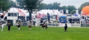 1.8K views · 31 reactions | Ridden Show Horses at Stafford County Show | Stable Express | Facebook