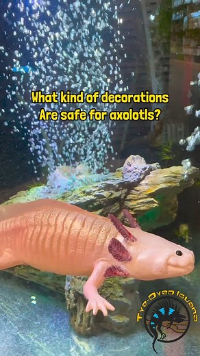 3.3K views · 38 reactions | Many people keep their pet axolotl’s tank bare of decorations for their health, but if you choose your decor wisely, you can still have fun decorating it.  In this reel, you’ll learn a few basic guidelines on how to pick safe decor for your pet axolotl! #tips #funfacts #petcare #axolotl #pets #tank #cute | The Tye-Dyed Iguana | Facebook