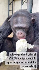 23K views · 6.3K reactions | FOOD IS LOVE! 塞 Johnny’s integration is...