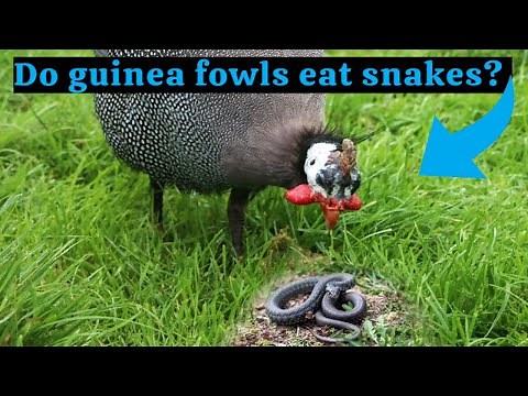Do guinea fowls eat snakes?