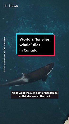 Kiska, the Last Captive Killer Whale in Canada, Dies at an Amusement Park