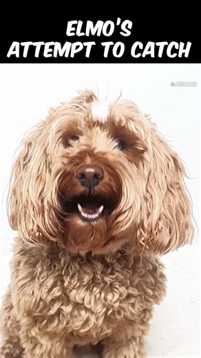 Cockapoo concentration in Slow Motion