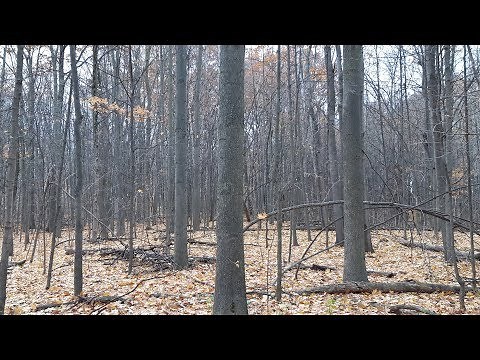 Tree Bark Identification - Black Cherry, HopHornBeam and Basswood