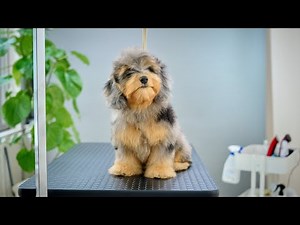 Your fluffy fur looks very warm. (Dachshund x Toy Poodle mixed dog)