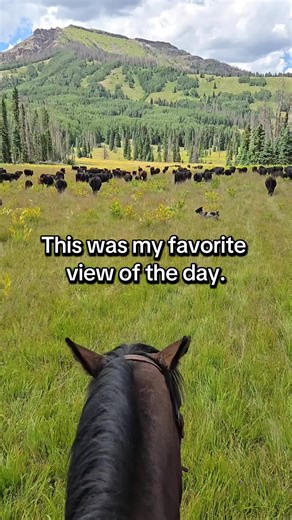 Experience Ranch Life: A Day on Horseback with Cows
