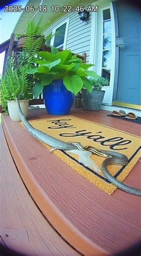 Snake Has Wardrobe Malfunction On Camera