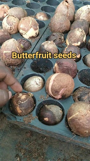 1.7K views | Butter fruit seed observation part 2 | Sustainable agriculture India - Nirman ಸುಸ್ಥಿರ ಕೃಷಿ ಭಾರತ - ನಿರ್ಮಾಣ | Facebook
