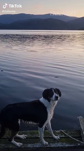 The cutest fail ever?? 😂#FailArmy ..#dogs #funnydogs #fails #animals #funnyanimals