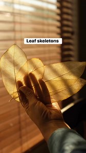 1.4M views · 29K reactions | DIY leaf skeletons #LeafCrafts #diyfalldecor | Sibster | Facebook