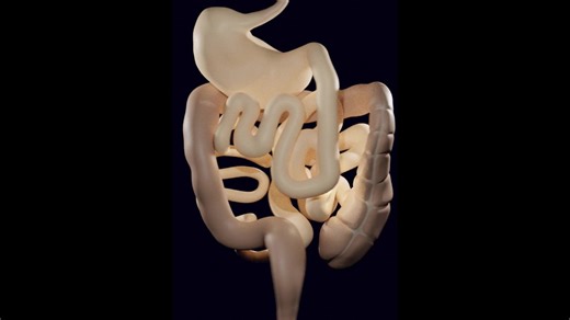 History of Anatomy and Surgery Series 21: The Guts according to Aristotle, 4th Century BC 3D model created by ATLOMI as part of the ERC research project (ERC StG GA 852550) led by Prof. Orly Lewis at the Hebrew University of Jerusalem (original at: https://comparative-guts.net/solid/the-3d-model-of-the-digestive-system-according-to-aristotle/). Aristotle (384-323 BC), one of the most universal minds in human history, the man who revealed to us much of the structure on which thought processing is