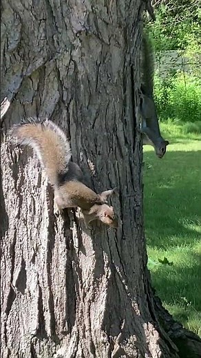 Gray Squirrels ACTING CRAZY & PLAYING Making Sounds #nature #wildlife #animals #shortvideo #shorts