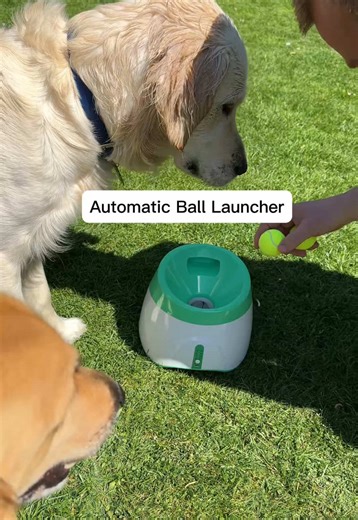 Sawyer & Dante on TikTok