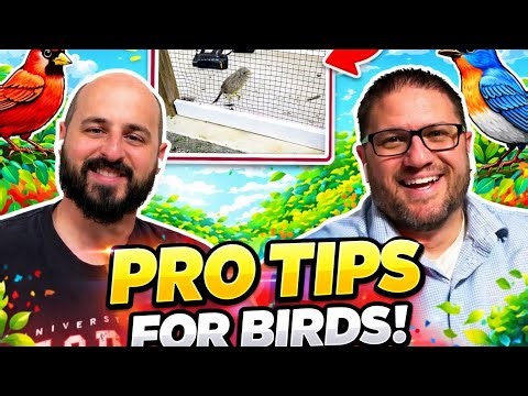 Pro tips to bird keeping. The birdbrains podcast EP93