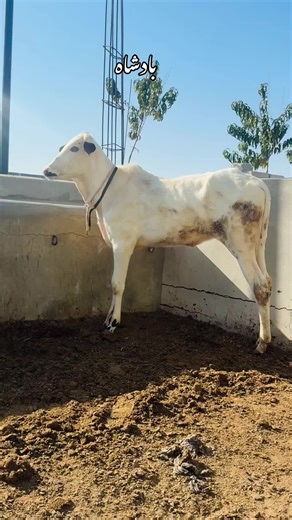 Home Breeding Setup for Future Champion Cattle