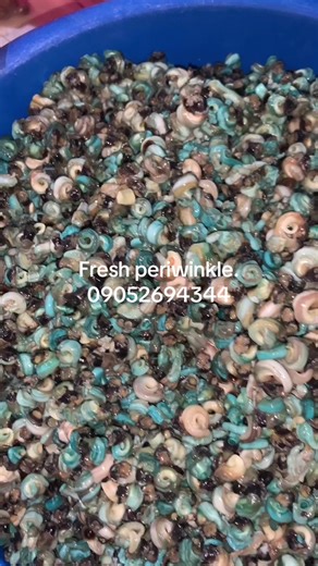 Shop unsalted fresh water periwinkle. 32,000:painter. To order, kindly send a dm via whatsap on 09052694344 #frozenshipment #delightseafoodinabuja #fyppppppppppppppppppppppp #periwinkle #seafood