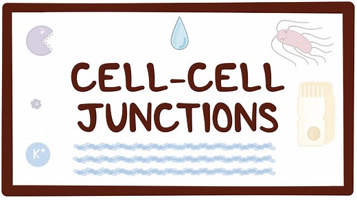 Cell-cell junctions: Video, Causes, & Meaning | Osmosis